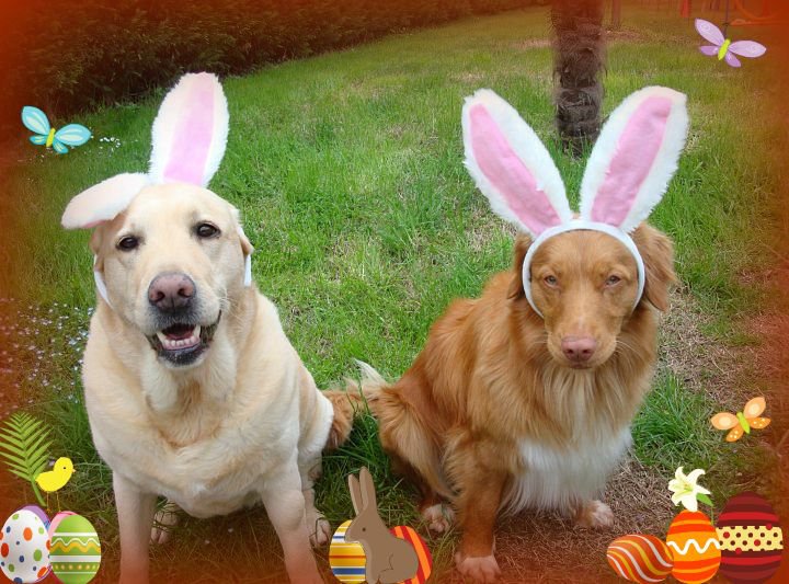 Happy Easter to everyone from happy easter day greetings. Happy Easter to everyone from